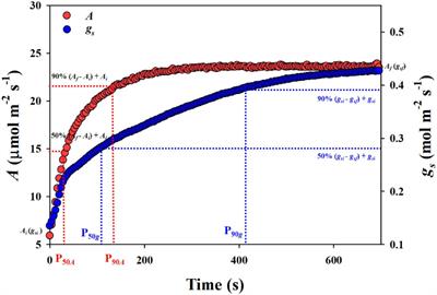 Effect of Stomatal Morphology on Leaf Photosynthetic Induction Under Fluctuating Light in Rice